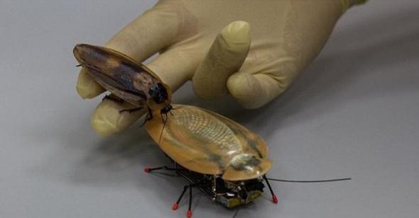 俄罗斯研究人员最新设计一种蟑螂机器人，具有搜索和侦察能力，目前俄罗斯军方非常关注这款机器人昆虫。