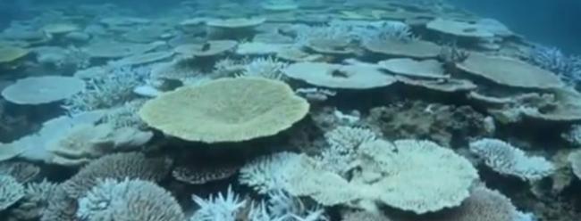 珊瑚白化相信是因海水温度上升造成。