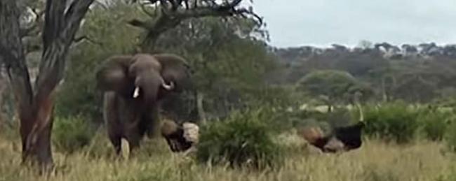 坦桑尼亚的塔兰吉雷国家公园上演鸵鸟丛林斗殴事件 路过大象劝架