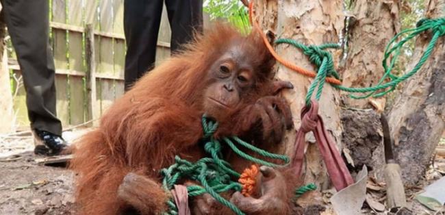 印尼婆罗洲一只红毛猩猩遭捆绑在一棵树下出售