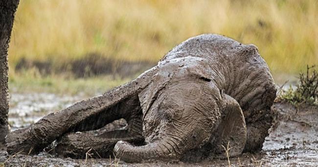 肯尼亚马赛马拉（Maasai Mara）国家保护区刚刚下了倾盆大雨，这头可怜的小象在湿滑地面上无法站起来。