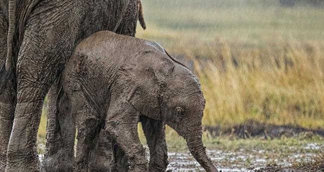 母象对小象伸出援手，小象的背部靠在母亲的腿上以获得更多力气。