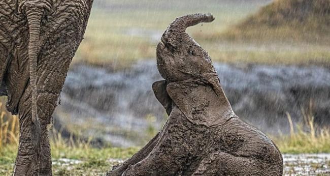 当小象一屁股坐在地上后，它向母亲发出求救声音。