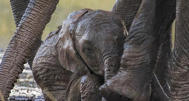 母亲走过来帮助小象，用脚轻轻推动小象站起来。