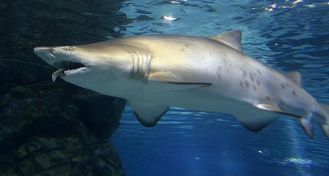 韩国首尔水族馆“凶杀案”：母鲨生吞幼公鲨