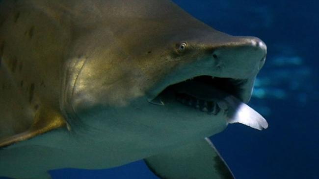韩国首尔水族馆“凶杀案”：母鲨生吞幼公鲨