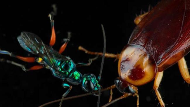 扁头泥蜂把蟑螂变成僵尸育婴房。这种蜂会将毒液注入蟑螂脑部，借此控制蟑螂的行为，甚至连扁头泥蜂在蟑螂体内产卵、卵孵化成幼虫后会从蟑螂体内开始一路吃出去也没问题。
