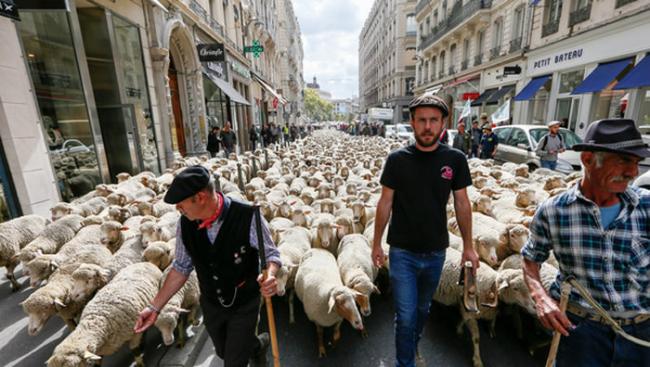 不满当局过度保护野狼 法国里昂市中心聚集上千只绵羊