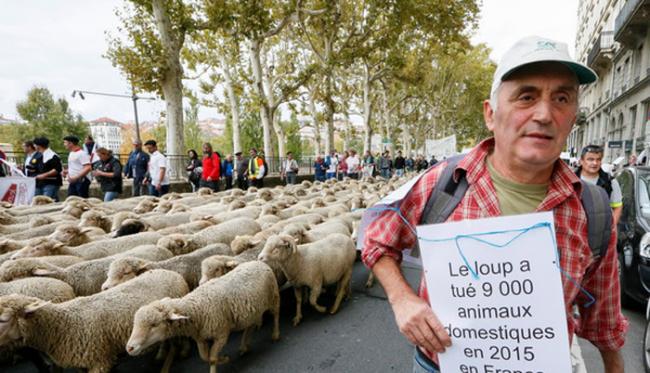 不满当局过度保护野狼 法国里昂市中心聚集上千只绵羊