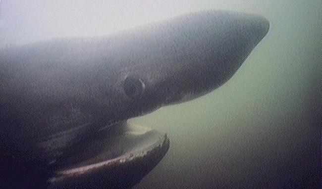 世界第二大鱼类“姥鲨”因有大鱼翅惹来人类觊觎 濒临灭绝