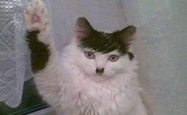 涉案男子发放的其中一张照片，是猫咪作希特勒敬礼手势。