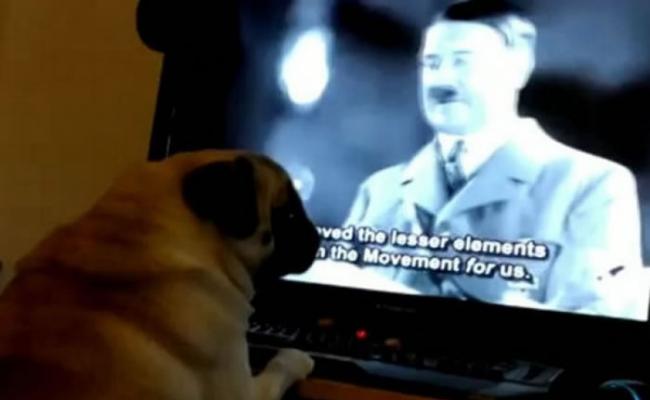 一名男子亦因上载带纳粹主义的片段而被捕，片中的狗狗正观看希特勒演说。