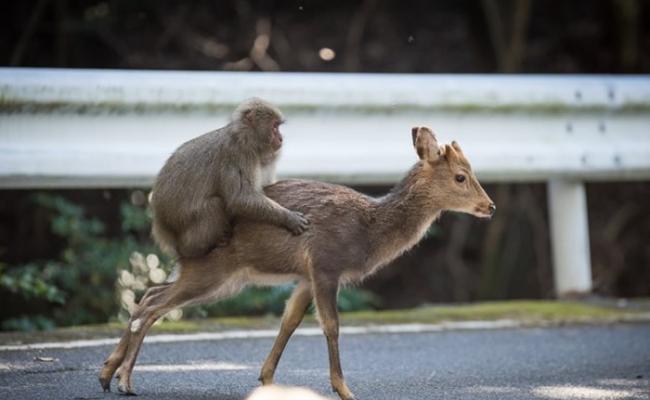 有动物学家曾拍摄到雄性猕猴骑在雌性梅花鹿背上做出交配动作。