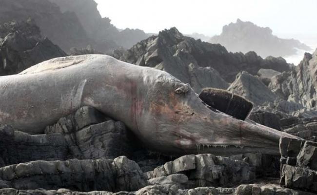 搁浅的长须鲸相信是在海中死后才被冲上石滩。