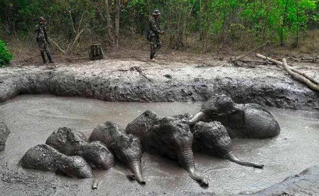 泰国呵叻府6只小象困他布兰国家公园泥沼 巡逻人员花5小时拯救