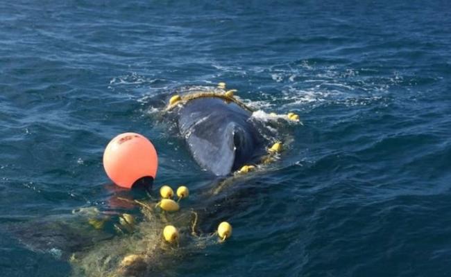 澳洲黄金海岸年幼座头鲸被困防鲨网