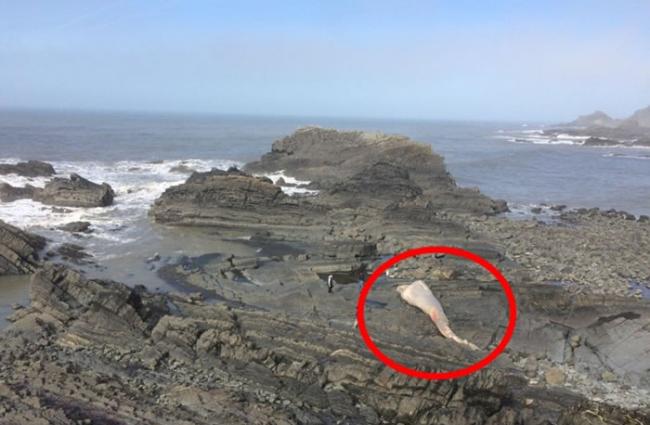 长须鲸的尸体（红圈示）出现在岸上。