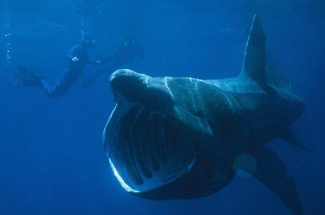 世界第二大鱼类“姥鲨”因有大鱼翅惹来人类觊觎 濒临灭绝