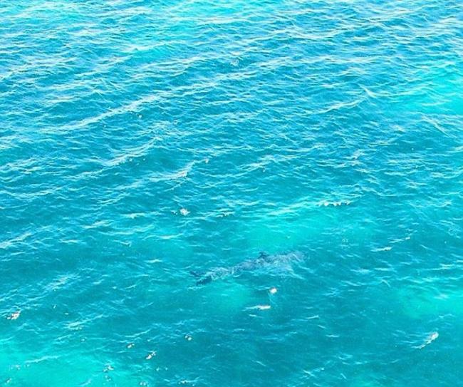 澳洲海岸惊现长达7米的巨无霸大白鲨