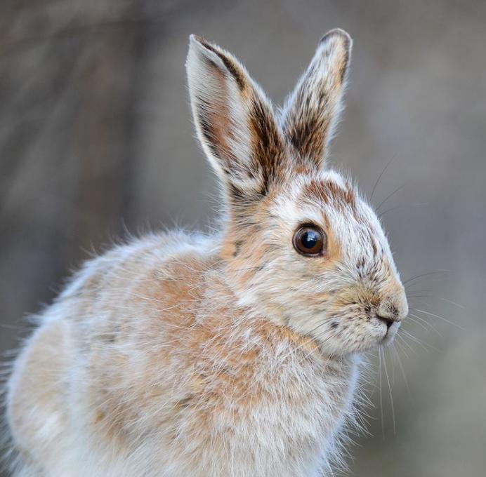 一只雪鞋野兔展示着夏天的褐色毛皮。 Photograph by Jeannine St-Amour, National Geographic Your Shot