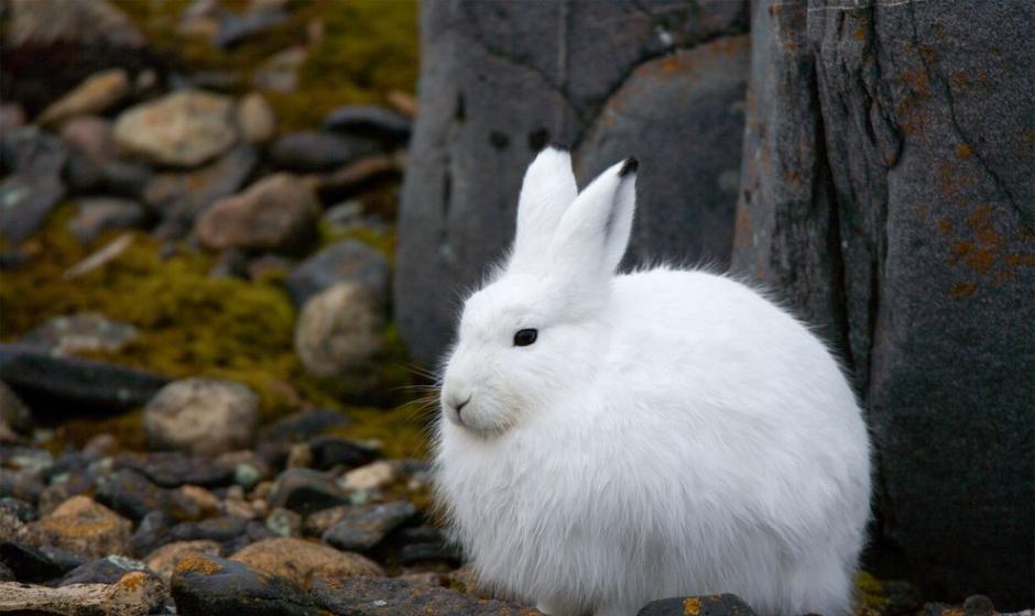 在加拿大，一只毛色呈白色的雪鞋野兔缩成一团。 Photograph by Robert Harding, World Imagery/Corbis
