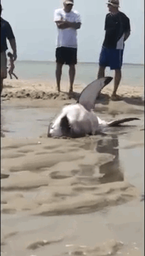 美国马萨诸塞州查塔姆群岛的科德角海滩一只大白鲨搁浅