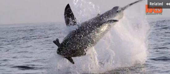 南非电影制作人用假海豹做诱饵捕捉大白鲨背水一跳的精彩瞬间