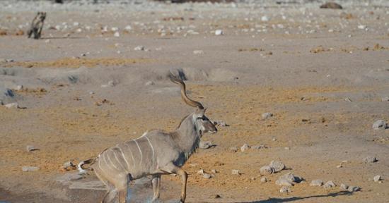 非洲纳米比亚伊托夏国家公园一只条纹羚为摆脱鬣狗追杀巧妙躲进斑马群