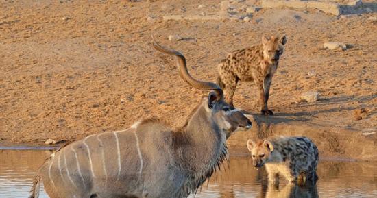 非洲纳米比亚伊托夏国家公园一只条纹羚为摆脱鬣狗追杀巧妙躲进斑马群