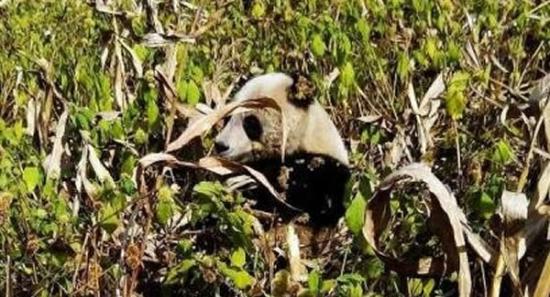 野生大熊猫玉米地觅食
