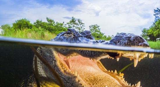 摄影师在美国佛罗里达州大沼泽地国家公园捕捉的野生鳄鱼游泳特写镜头