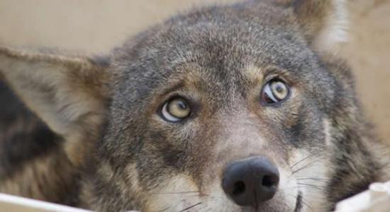 最新研究显示，灰狼擅长用凝视与同伴进行“无声的交流”。