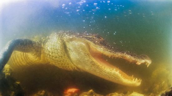 摄影师在美国佛罗里达州大沼泽地国家公园捕捉的野生鳄鱼游泳特写镜头