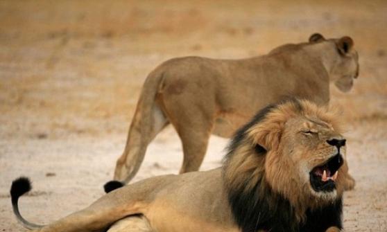 有指津巴布韦已解除禁猎令，猎人可在国家公园外狩猎狮子。