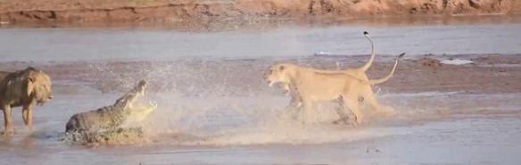 肯尼亚桑布鲁国家保护区上演狮子大战尼罗鳄
