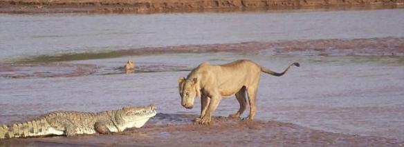 肯尼亚桑布鲁国家保护区上演狮子大战尼罗鳄