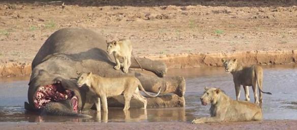 四只母狮与一头大象尸体