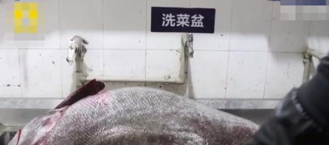广西北海钓鱼爱好者以大八爪鱼作为诱饵钓获重逾100公斤深海巨型龙趸