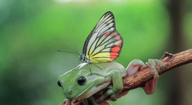 印度尼西亚一只蝴蝶停在一只树蛙头上
