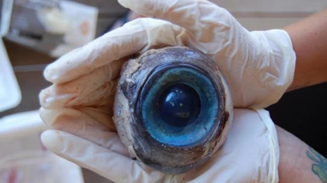 这只巨大眼睛属于哪种海洋生物？最新研究：剑旗鱼