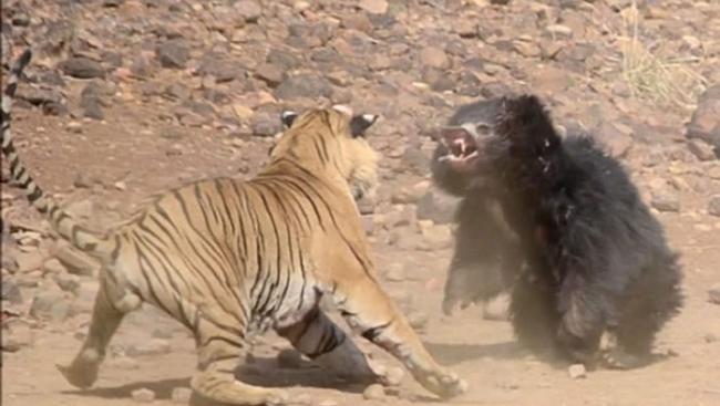 印度马哈拉施特拉邦的塔杜巴国家公园上演“熊虎大战”