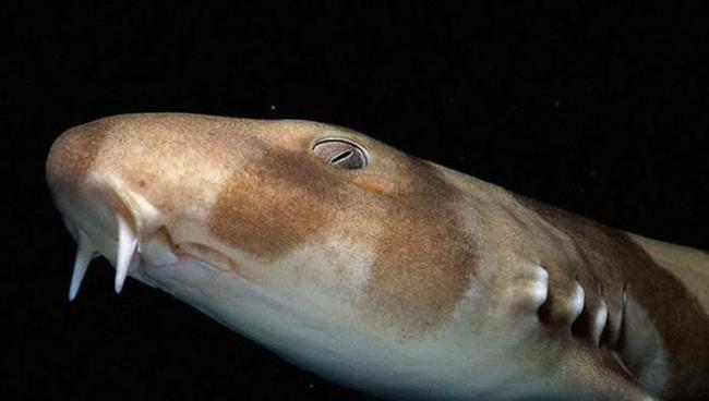 图中是条纹斑竹鲨，科学家最新研究显示，美国水族馆喂养的条纹斑竹鲨出现第二代单性生殖现象。