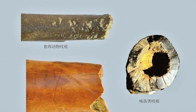 云南江川甘棠箐旧石器遗址出土的化石