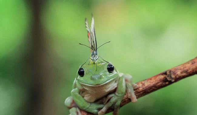 印度尼西亚一只蝴蝶停在一只树蛙头上