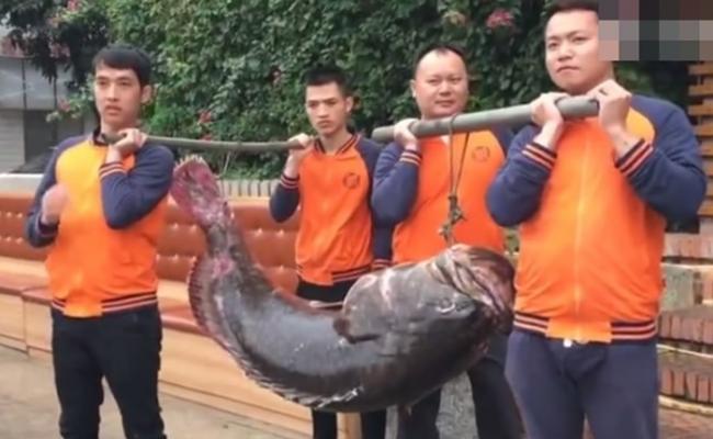 广西北海钓鱼爱好者以大八爪鱼作为诱饵钓获重逾100公斤深海巨型龙趸