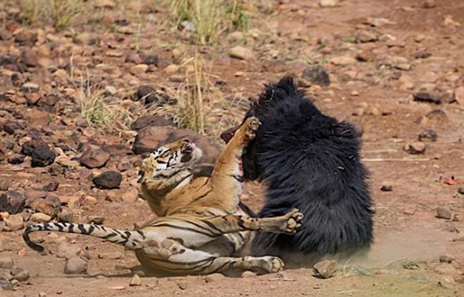 印度马哈拉施特拉邦的塔杜巴国家公园上演“熊虎大战”