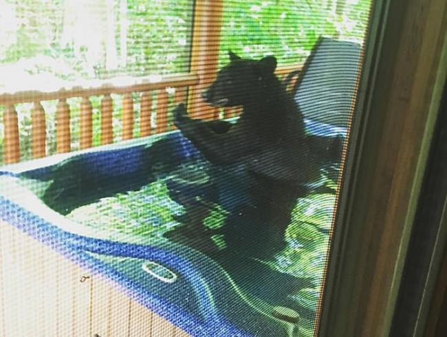 美国田纳西州黑熊闯度假屋在浴缸中泡澡