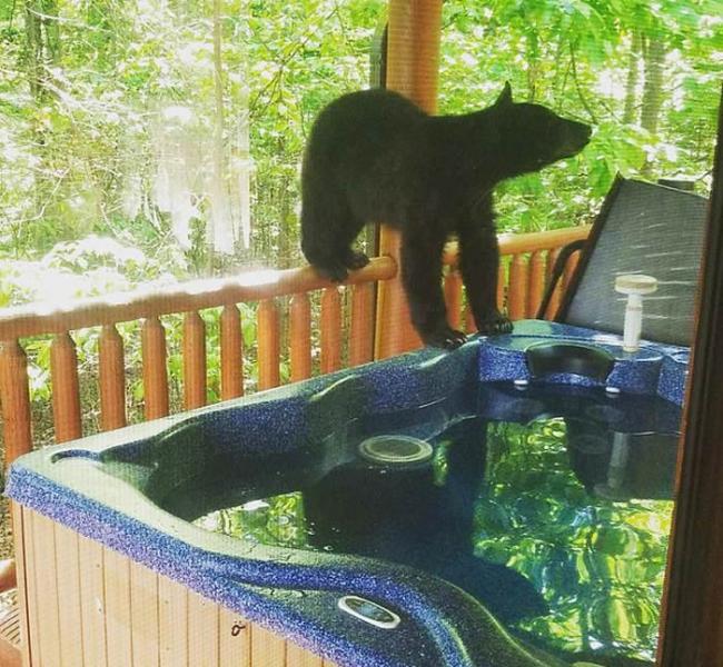 美国田纳西州黑熊闯度假屋在浴缸中泡澡