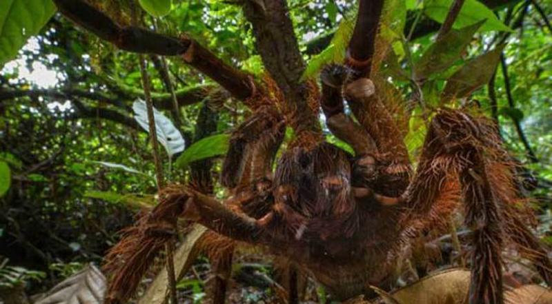 美国科学家在圭亚那丛林偶遇世界最大蜘蛛