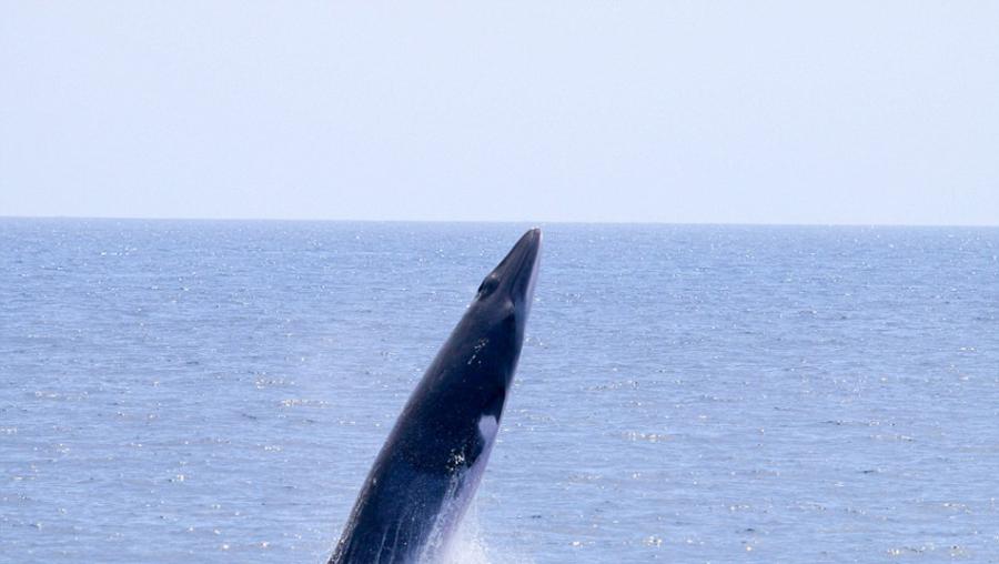 美国摄影师抓拍到小须鲸从海中跳出水面并张开嘴的场面